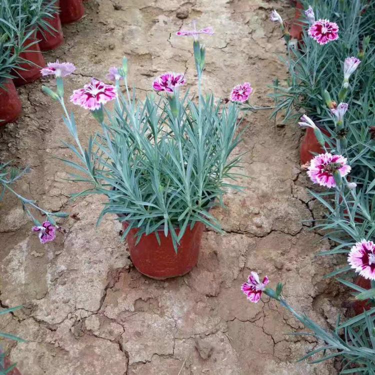 久顺花卉出售 彩虹石竹供应商 观赏花卉彩虹石竹