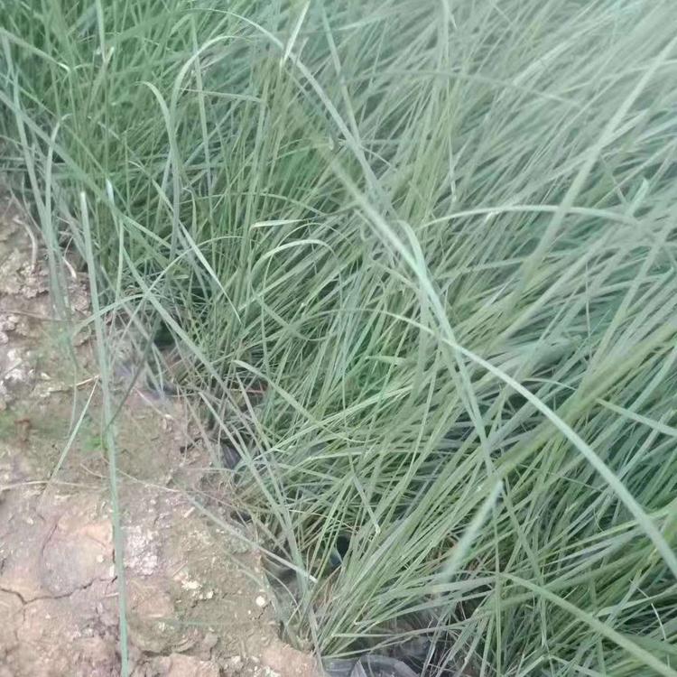 基地直销粉黛乱子草 粉黛乱子草种植商 粉黛乱子草营养钵苗