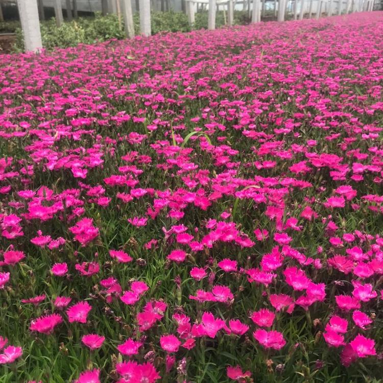 开花草坪欧石竹  开花机器欧石竹  欧石竹直销 青州欧石竹基地   欧石竹价格