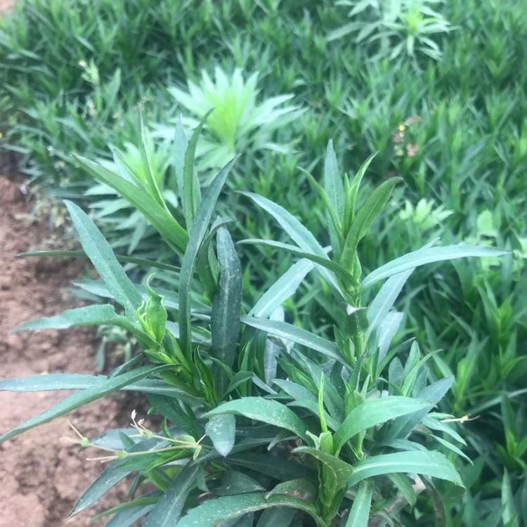 荷兰菊批发价格  青州荷兰菊基地  荷兰菊直销精品