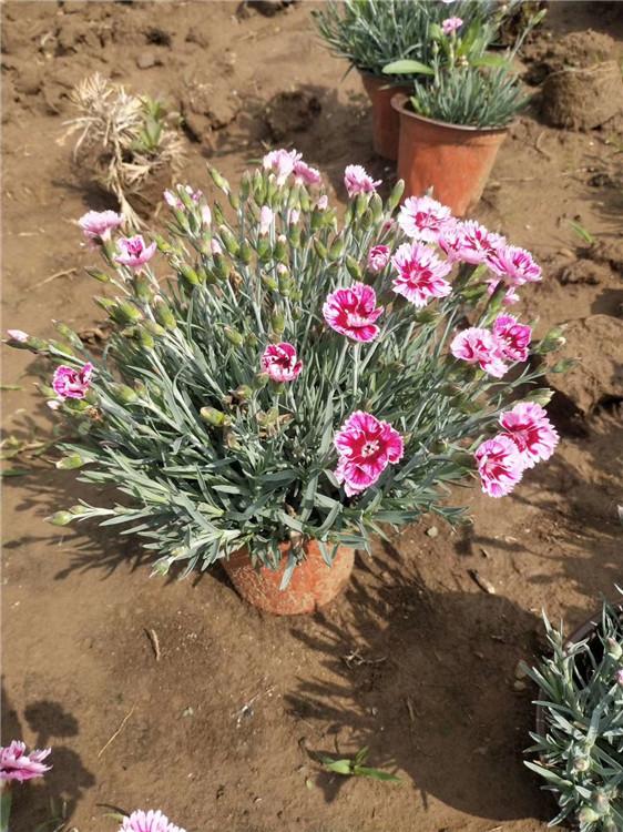 华硕花卉  欧石竹报价  基地直销花境欧石竹 欧石竹种苗 欧石竹种植基地