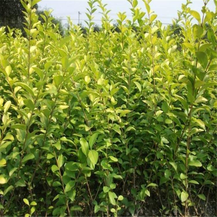 各种规格大叶女贞种苗批发价格 欢迎询价 启诺花卉 绿化工程供应商
