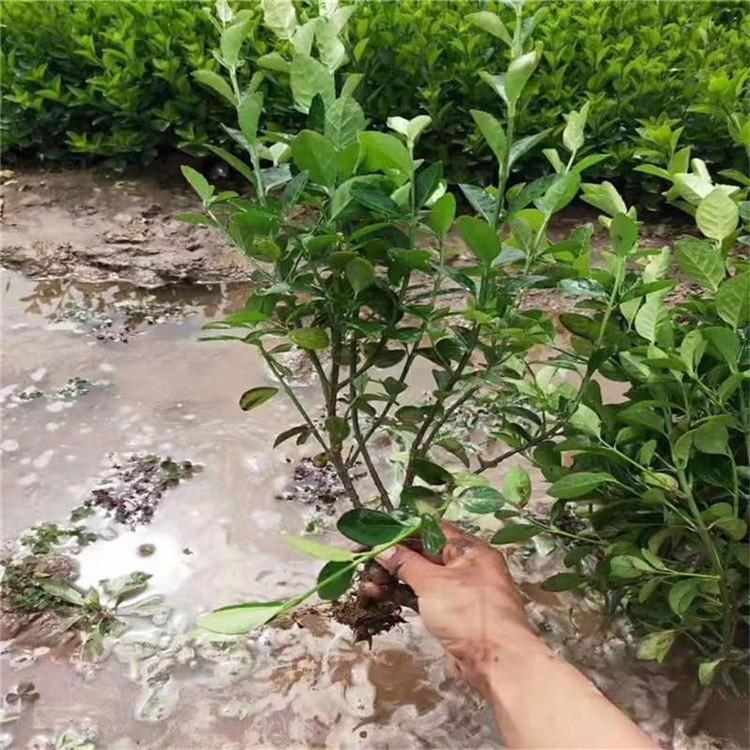 青州大叶女贞苗培育基地 卫矛绿化工程苗 启诺花卉