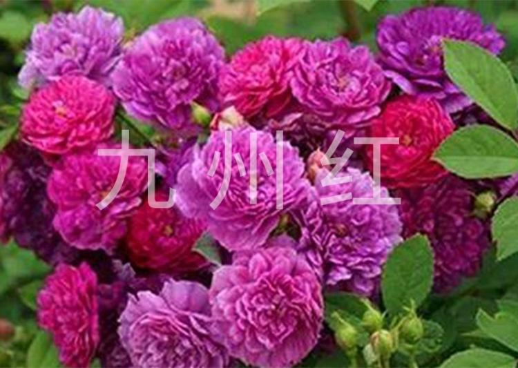 丰花月季花苗批发
