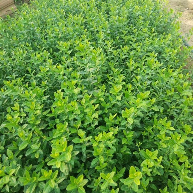 大叶扶芳藤小苗 多规格供应 山东苗木基地 绿化用盆栽小叶扶芳藤