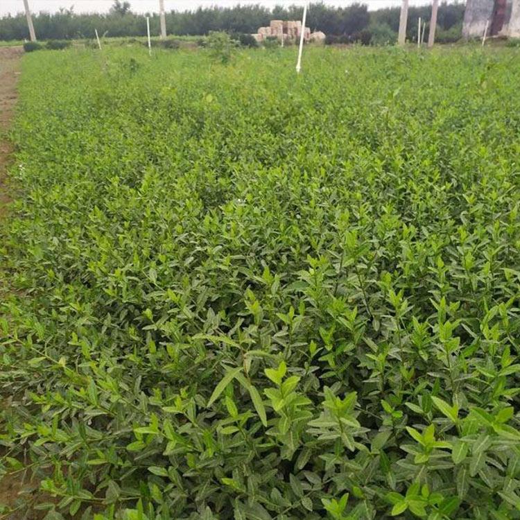 小叶扶芳藤小苗批发 护坡湿地绿化用苗 启诺花卉