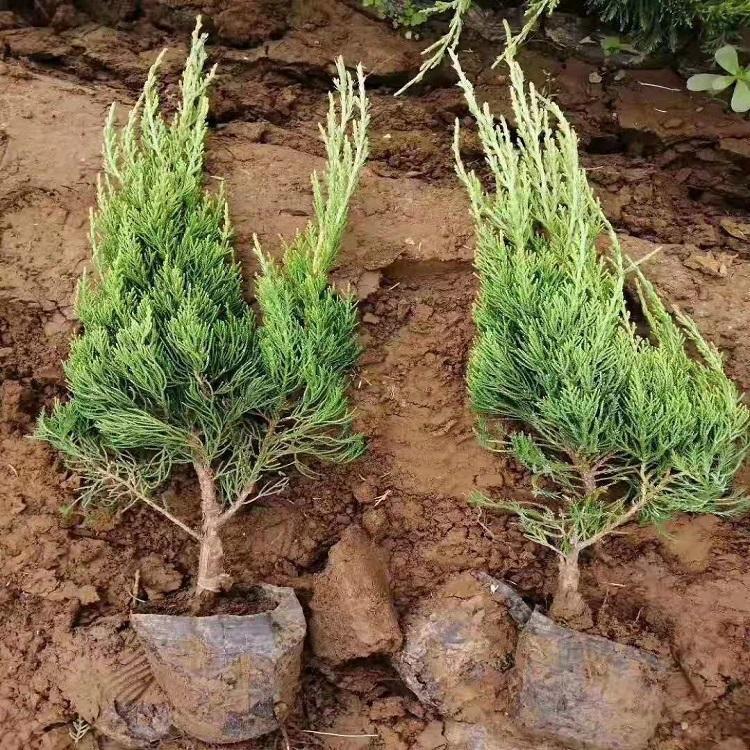 批发基地 龙柏树苗 青州龙柏树苗价格