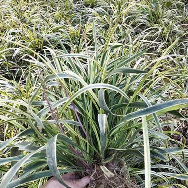 草花批发价格 地被植物麦冬草 麦冬草种植基地 价格从优