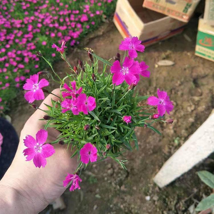欧石竹   耐严寒
