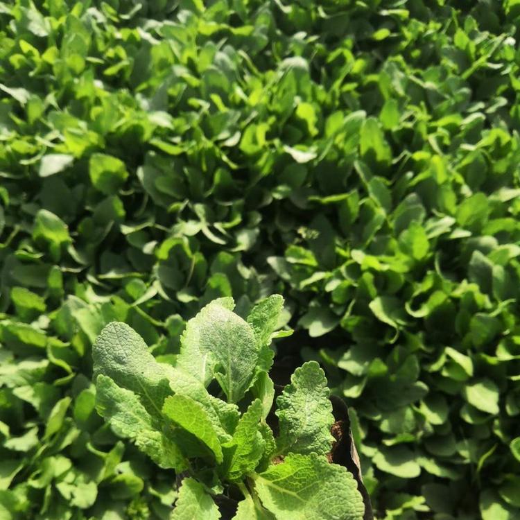 宿根鼠尾草基地 宿根鼠尾草价格 宿根鼠尾草供应 鼠尾草标价