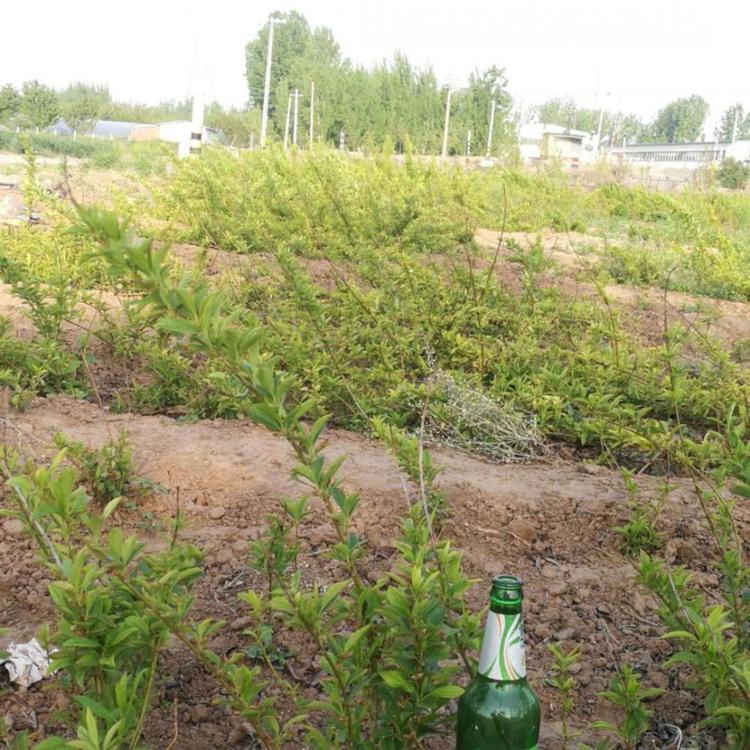连翘价格 连翘报价 连翘供应 山东连翘种植基地