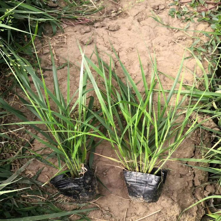 画眉草价格  画眉草花海批发基地