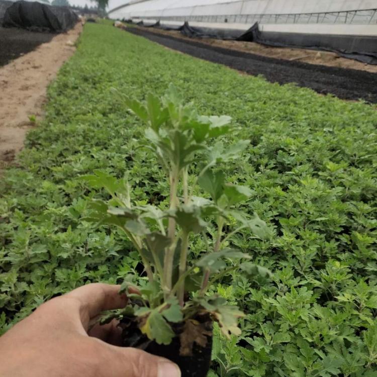 地被菊出售 潍坊地被菊 地被菊批发供应