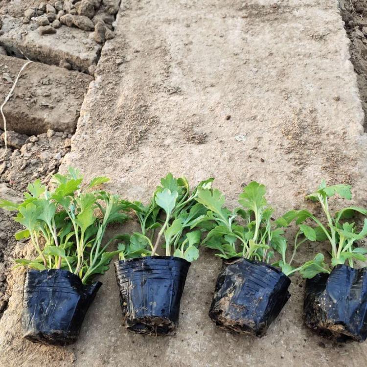 地被菊小苗 潍坊地被菊 地被菊供货商