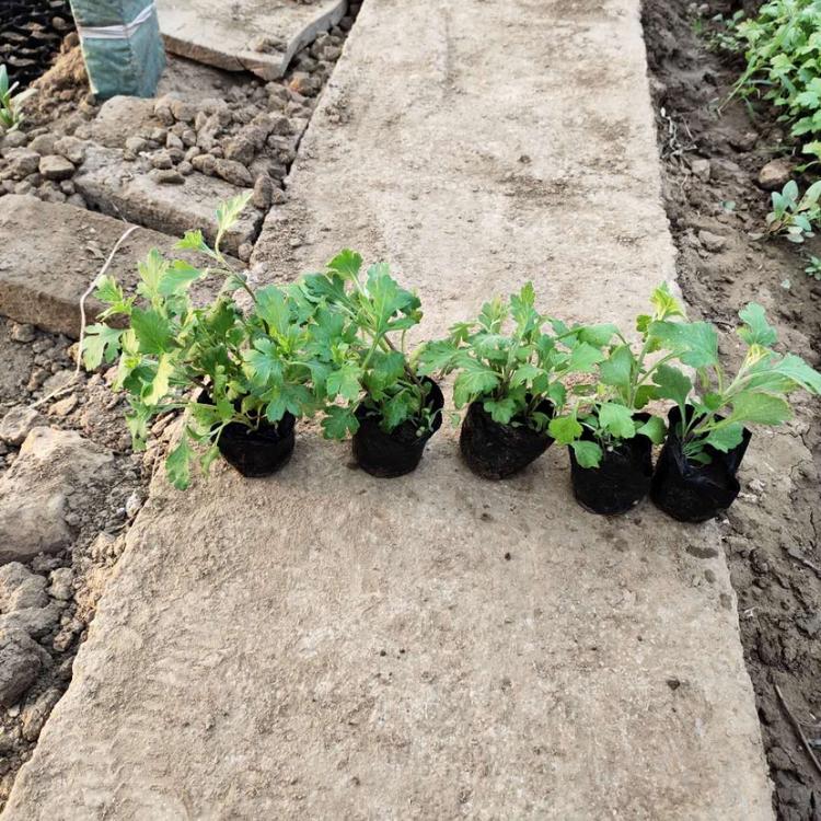 地被菊出售 山东地被菊 地被菊种植基地