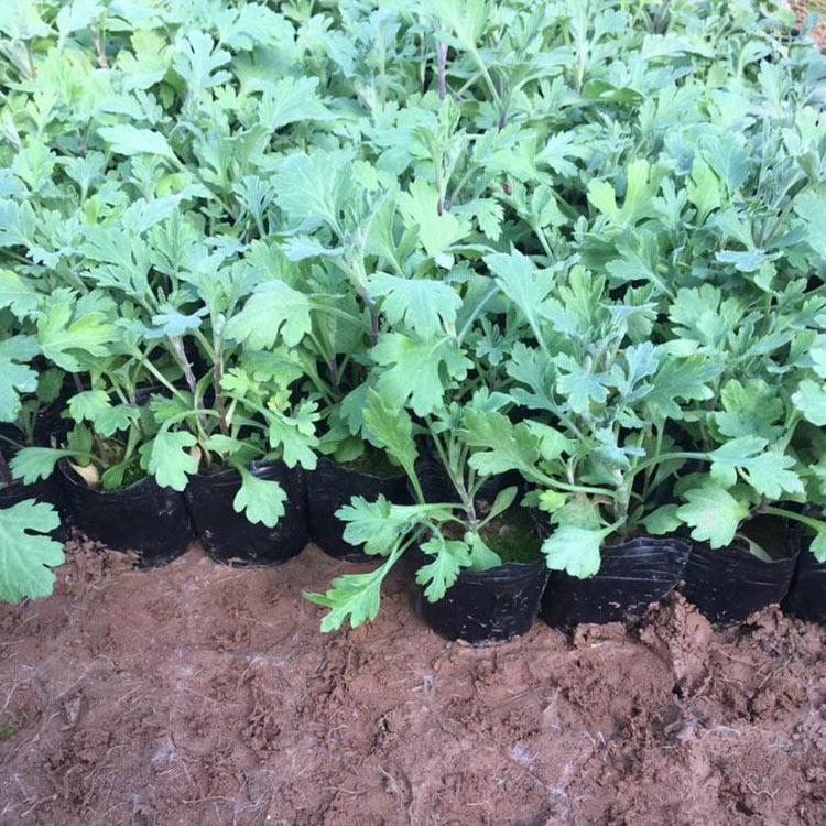 时令草花多年生宿根花卉   地被菊培育   地被菊价格