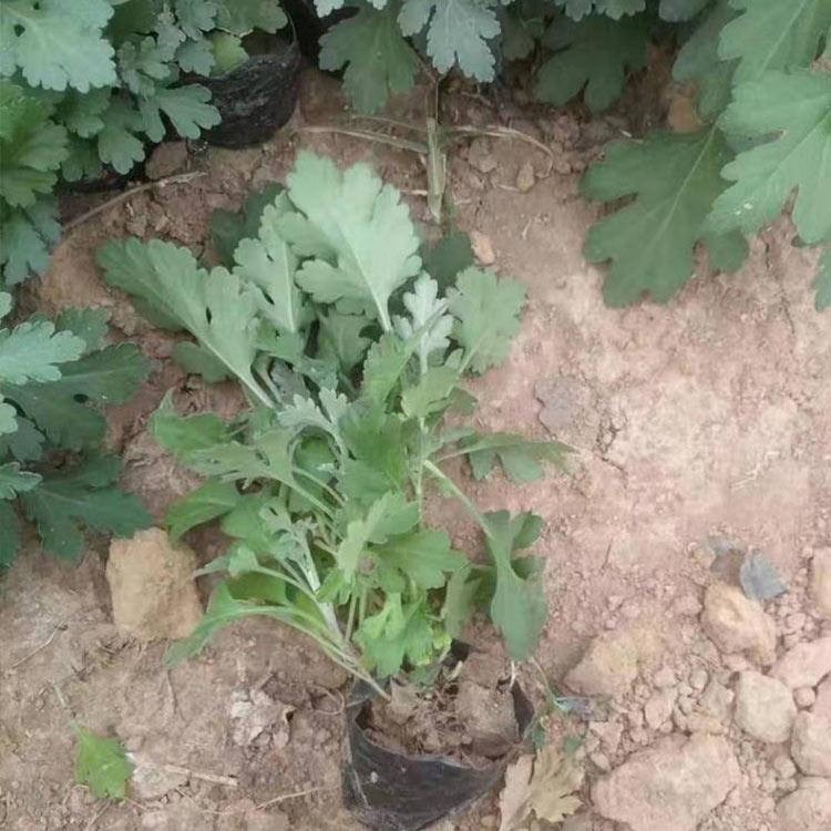 地被菊小苗 基地种植 地被菊报价