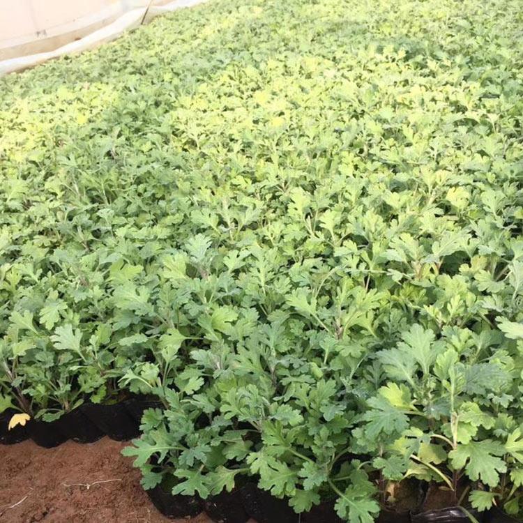 时令草花多年生宿根花卉   地被菊基地   地被菊幼苗批发
