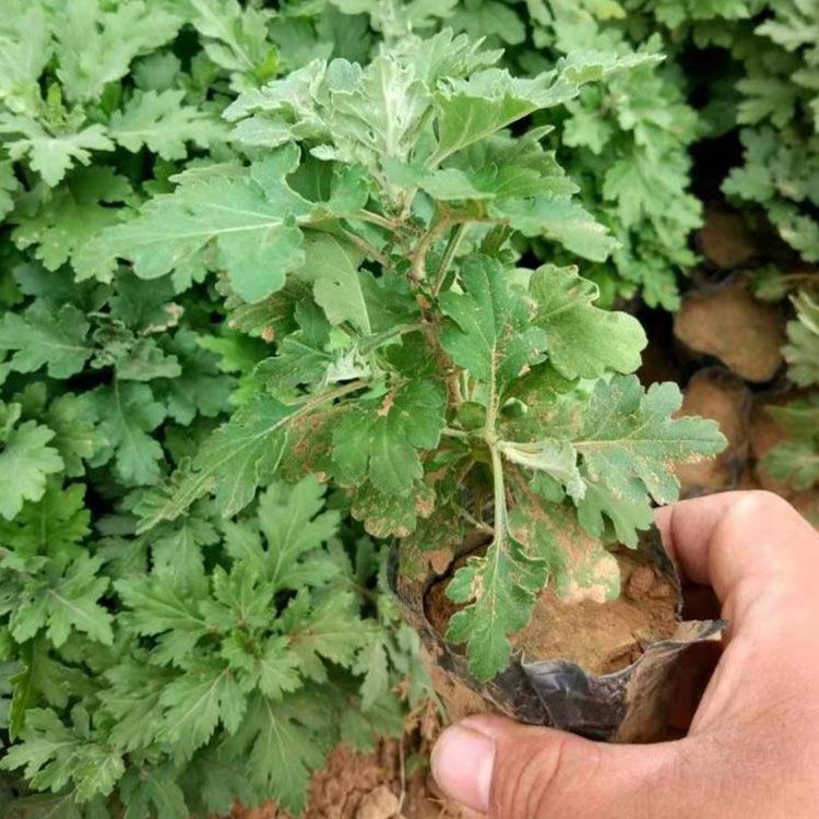 球形造型地被菊   地被菊供应   地被菊幼苗批发