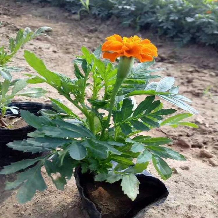 苗圃出售地被菊   出售地被菊   地被菊价格