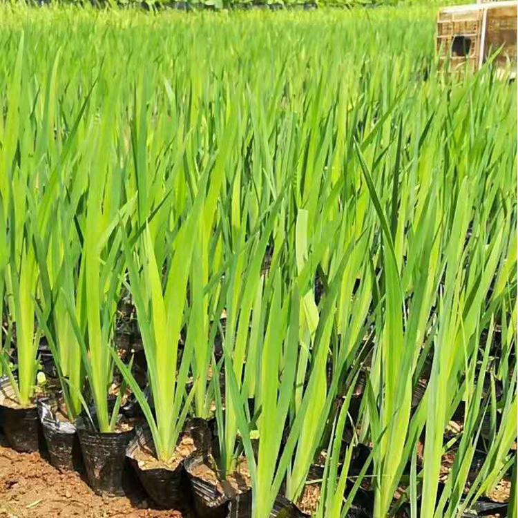 青州黄菖蒲 基地供应 黄菖蒲批发商