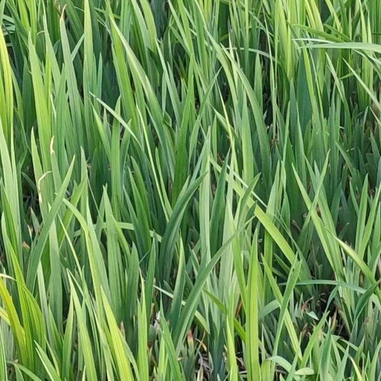 黄菖蒲苗销售 山东黄菖蒲苗