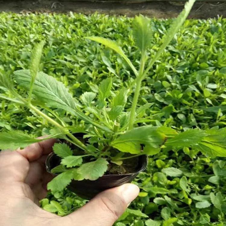 马鞭草苗行情 好苗预定中 马鞭草苗
