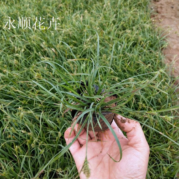 青绿苔草 青绿苔草价格 基地直供青绿苔草 四季常青草坪青绿苔草