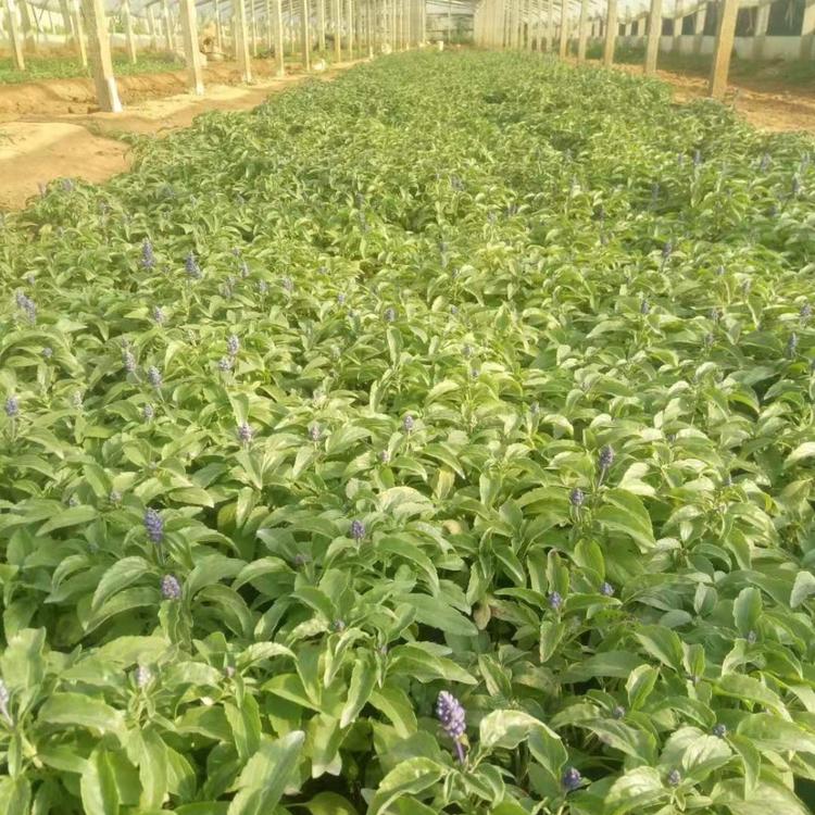 鼠尾草价格蓝花鼠尾草批发商鼠尾草基地山东鼠尾草供应