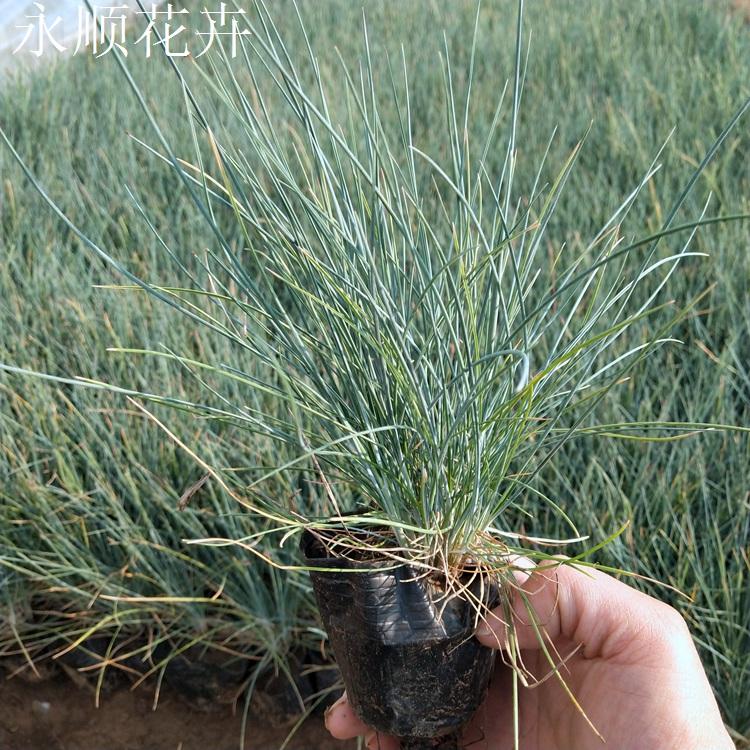 蓝羊茅 基地直供蓝羊茅 草坪护坡四季蓝羊茅 蓝羊茅批发价格