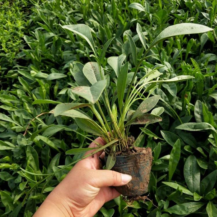 金鸡菊基地-金鸡菊批发-金鸡菊价格 花卉苗木批发