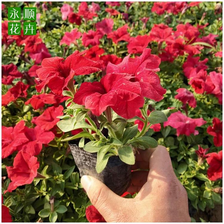 基地直供矮牵牛 矮牵牛价格 花海租摆矮牵牛 大量供应多色矮牵牛量大从优