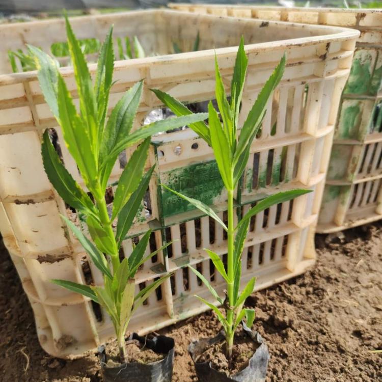 假龙头小苗基地价格低 假龙头批发