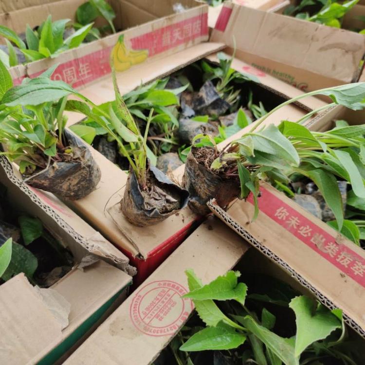 松果菊价格 松果菊基地直销松果菊小苗 大量宿根小苗松果菊