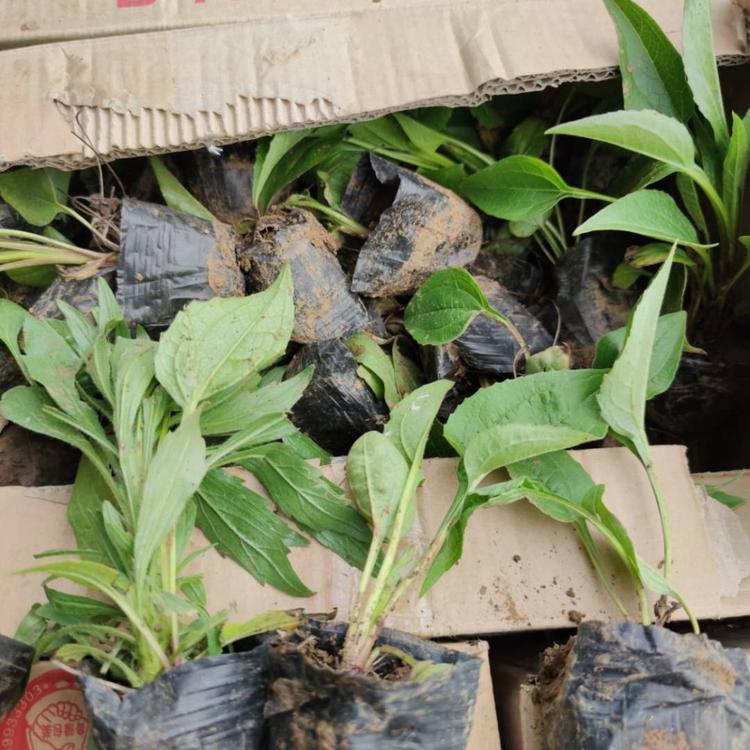 松果菊价格 松果菊基地直销松果菊小苗 大量宿根小苗松果菊批发