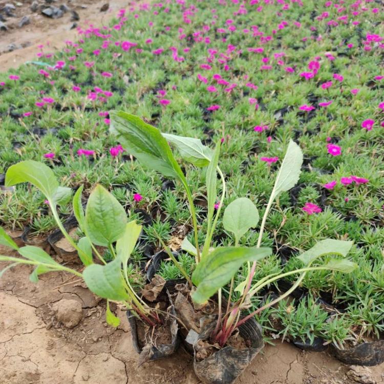 松果菊基地直销松果菊小苗 大量宿根小苗松果菊批发直销园林绿化小苗