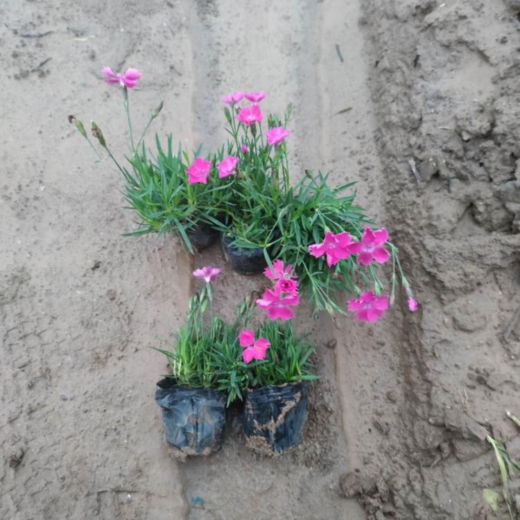 草花-欧石竹小苗基地批发 欧石竹直销杯苗花海专业欧石竹.种植欧石竹