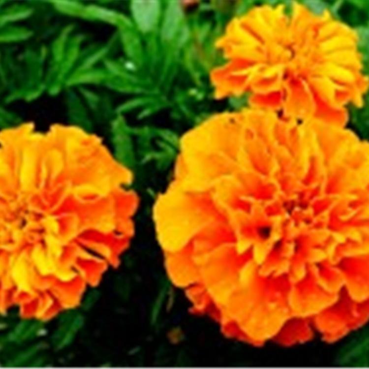 华硕花卉基地   孔雀草 橘红孔雀草基地 孔雀草批发 孔雀草价格
