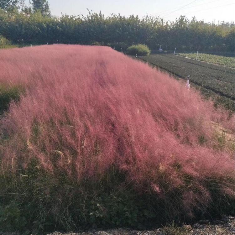 粉黛乱子草种植基地 山东粉黛乱子草种植基地_森瑜花卉