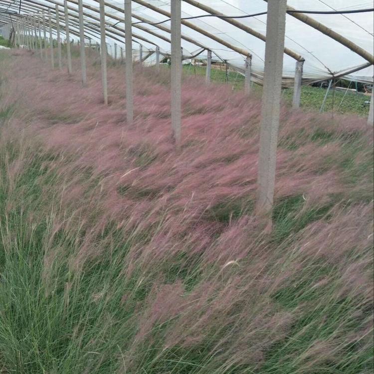 粉黛乱子草基地 潍坊粉黛乱子草苗基地