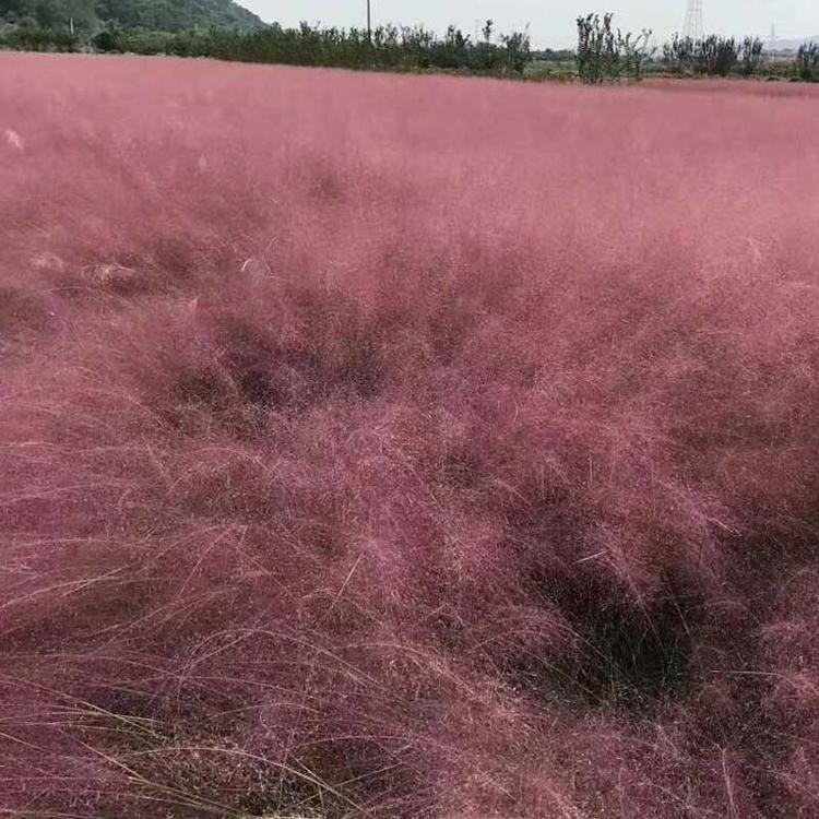粉黛乱子草批发价格 山东粉黛乱子草苗批发价格