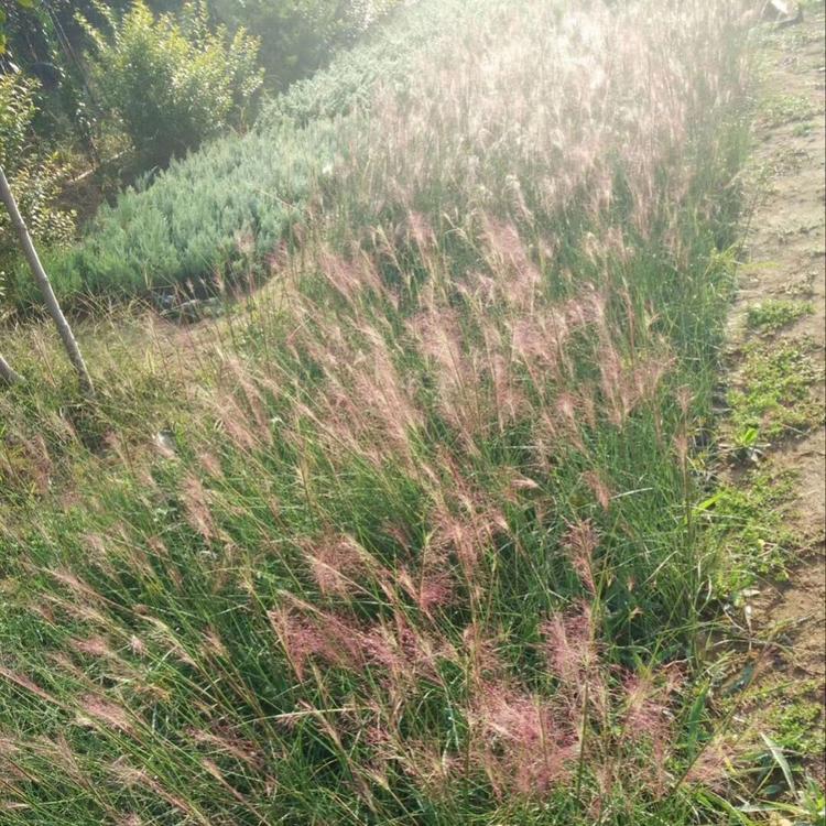 粉黛乱子草基地 青州粉黛乱子草小苗基地