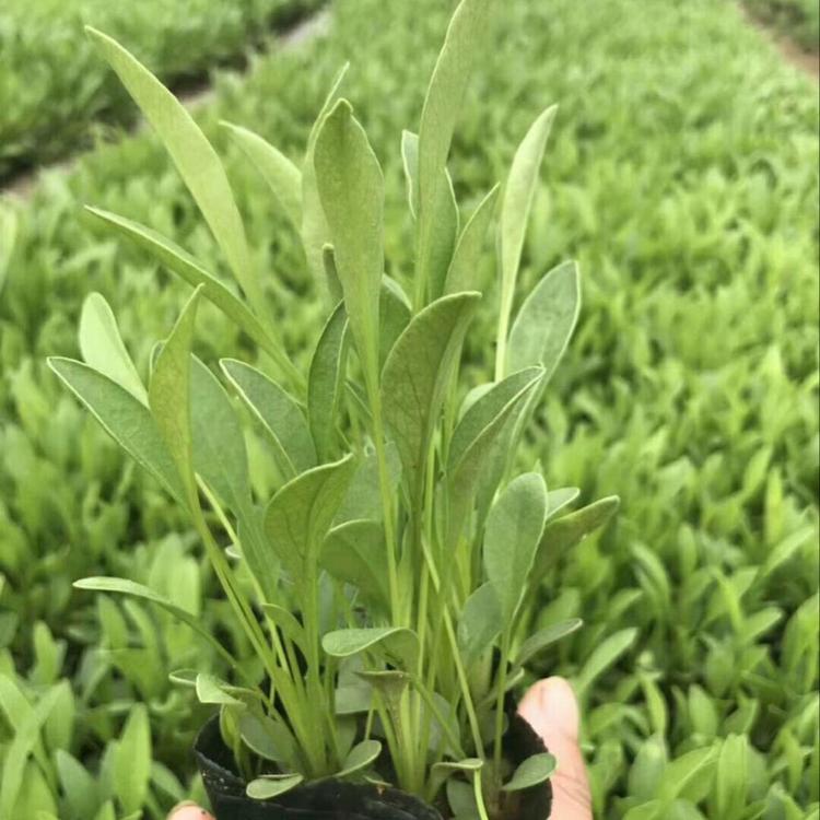 金鸡菊批发商 金鸡菊供应价格 现货出售金鸡菊