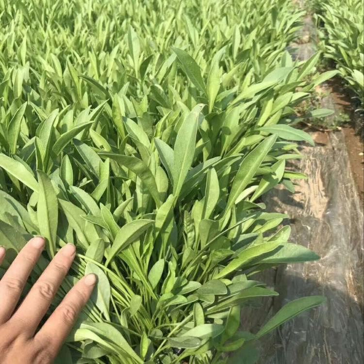 金鸡菊种植基地 金鸡菊供应价格 山东青州金鸡菊