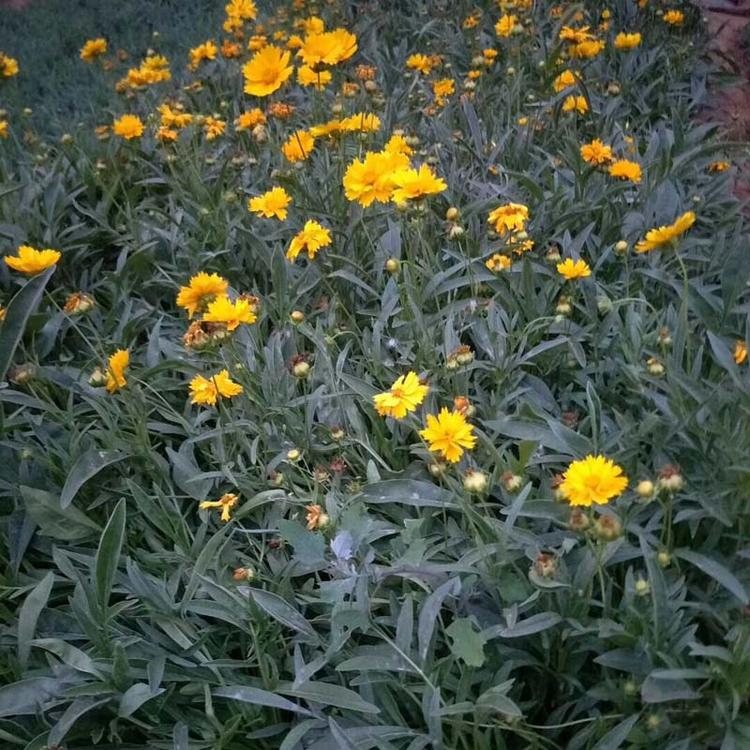 金鸡菊报价 金鸡菊小苗基地 现货出售金鸡菊