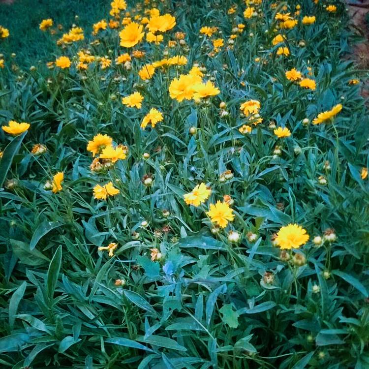 金鸡菊供货商 金鸡菊小苗基地 现货出售金鸡菊