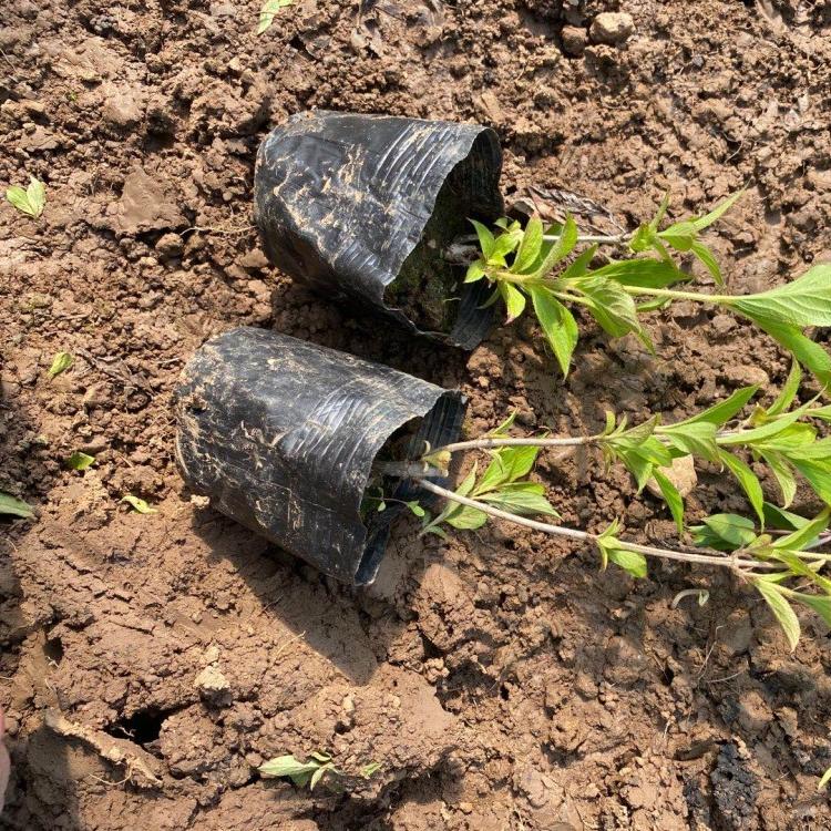红王子锦带行情 基地直售 山东红王子锦带