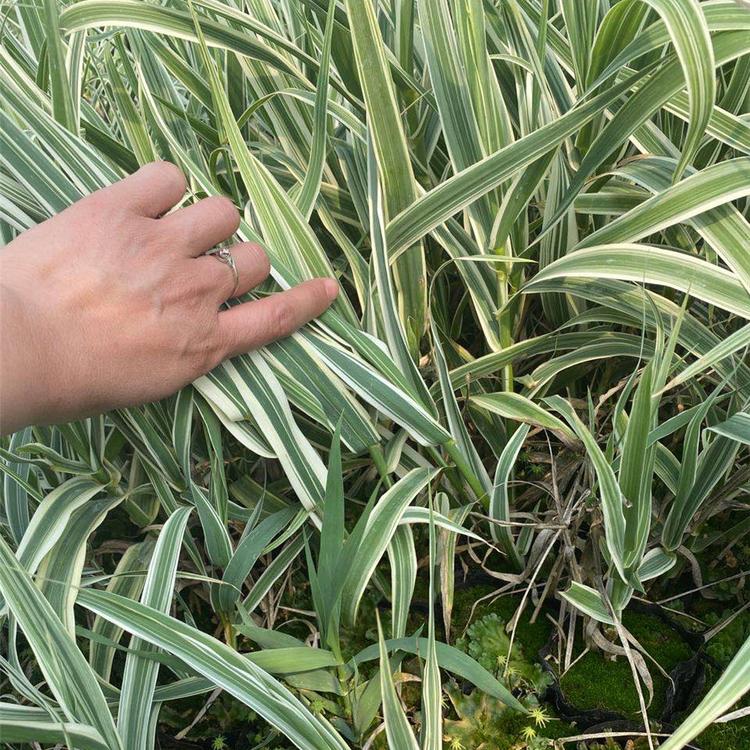山东花叶芦苇苗 我苗圃批发 花叶芦苇苗报价