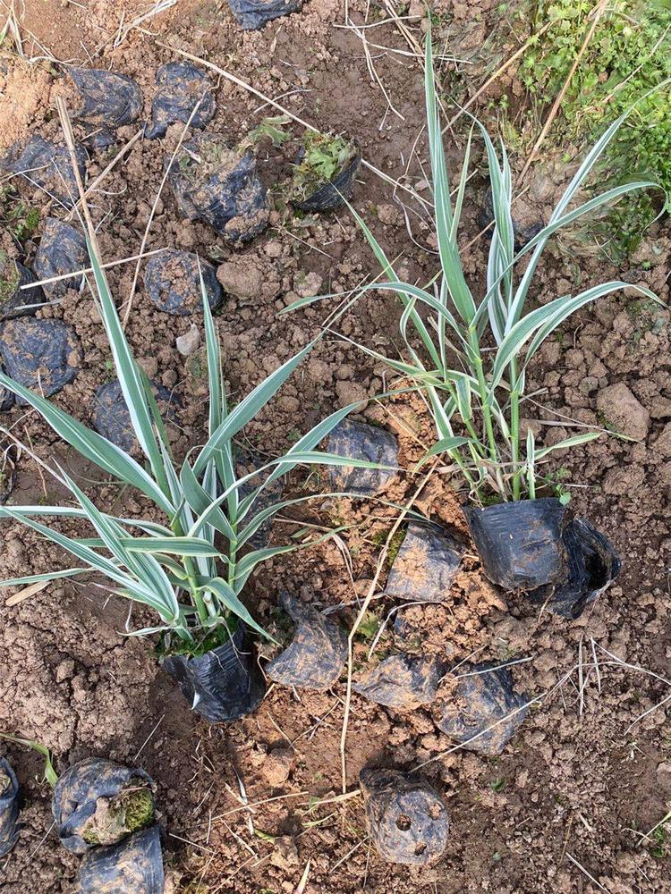 花叶芦苇苗 价格从优 青州花叶芦苇苗销售