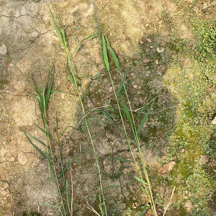 花叶芦苇苗 量大优惠 青州花叶芦苇苗直销
